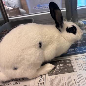 Marshmallow -  English Spot Rabbit for Adoption in Pauls Valley, Oklahoma - Marshmallow | PetCurious