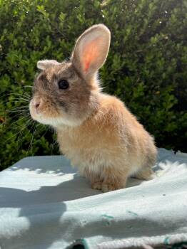 Roger -  Netherland Dwarf and Harlequin Rabbit for Adoption in Los Angeles, California - Roger | PetCurious