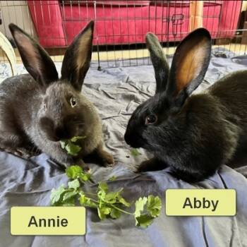 Rescue Bunny Rabbit Rabbits for Adoption in Wheaton, Illinois - Annie | PetCurious