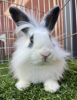Bunny Rabbit Rabbits Available for Adoption in San Francisco, California - MIC | PetCurious