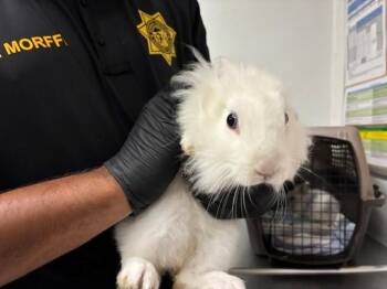 A883707 -  Bunny Rabbit Rabbit for Adoption in Camarillo, California - A883707 | PetCurious
