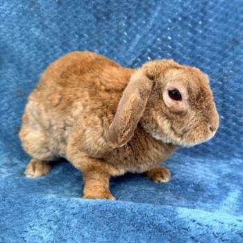 Bunny Rabbit Rabbits Available for Adoption in Camarillo, California - MILO | PetCurious