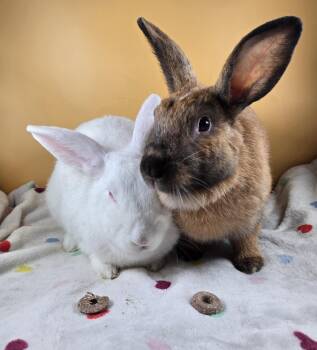 Cinnamon Rabbits Available for Adoption in San Antonio, Texas - Earth And Moon | PetCurious