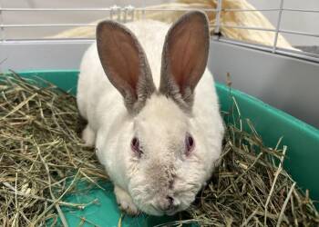 Sam Summer -  Californian Rabbit for Adoption in Westford, Massachusetts - Sam Summer | PetCurious