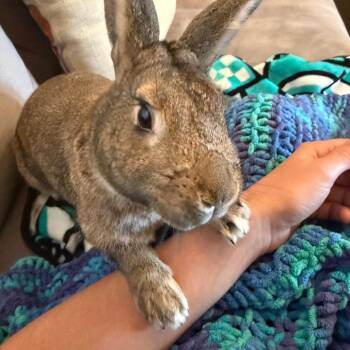 Julep -  Bunny Rabbit Rabbit for Adoption in Richmond, California - Julep | PetCurious