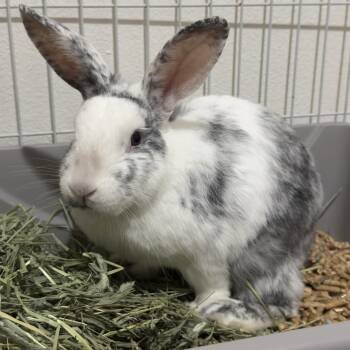 American Rabbits Available for Adoption - Bailey | PetCurious