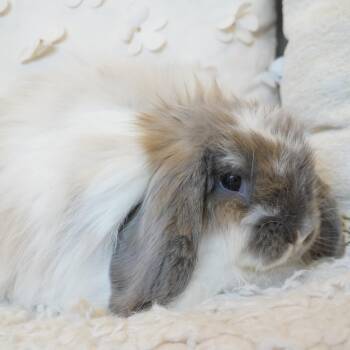 Kimchi -  Holland Lop and Jersey Wooly Rabbit for Adoption in San Antonio, Texas - Kimchi | PetCurious