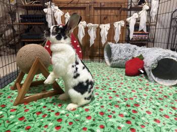 Domino -  Rex and New Zealand Rabbit for Adoption in Little Rock, Arkansas - Domino | PetCurious