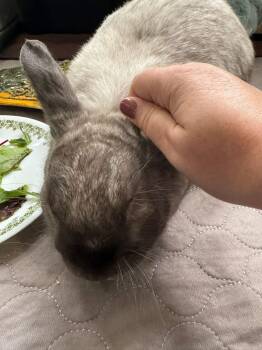 Rescue New Zealand Rabbits for Adoption in Saint Charles, Missouri - Nimbus | PetCurious