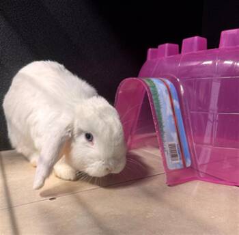 CAPTAIN SNOWBALL -  Holland Lop Rabbit for Adoption in Tustin, California - CAPTAIN SNOWBALL | PetCurious