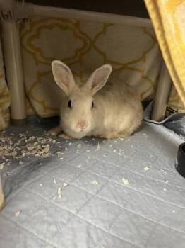 Bunny Rabbit Rabbits Available for Adoption in Montreal, Quebec - Hakuro | PetCurious