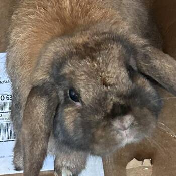 Holland Lop Rabbits Available for Adoption - Benjamin (and Peter) | PetCurious