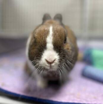 Copper -  Dutch and Bunny Rabbit Rabbit for Adoption in Wheaton, Illinois - Copper | PetCurious