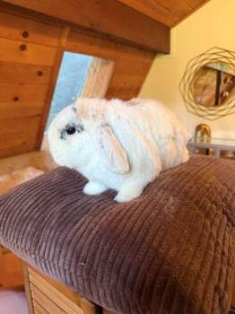 Baba -  Holland Lop Rabbit for Adoption in Santa Cruz, California - Baba | PetCurious