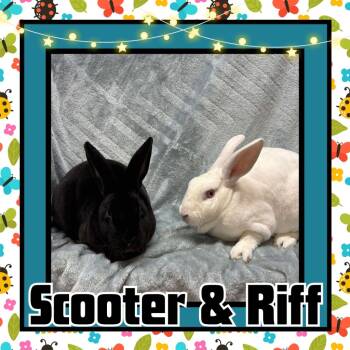 Rescue Rex Rabbits for Adoption in Elizabethtown, Kentucky - Riff | PetCurious