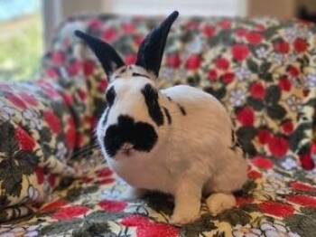 Georgie -  English Spot and Dwarf Rabbit for Adoption in Folsom, California - Georgie | PetCurious
