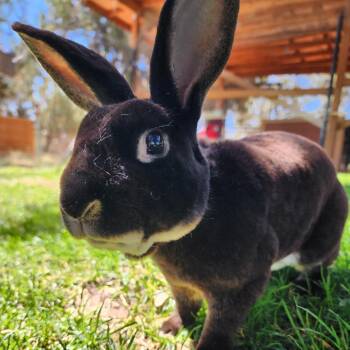 Rescue Rex and Silver Marten Rabbits for Adoption in Kanab, Utah - Lindt | PetCurious