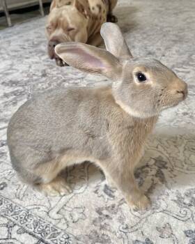 Rescue Bunny Rabbit Rabbits for Adoption in Novato, California - Guillermo | PetCurious