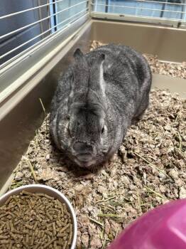 American Rabbits Available for Adoption - Bugs | PetCurious