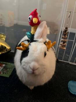 Lily -  Harlequin Rabbit for Adoption in Melbourne, Florida - Lily | PetCurious