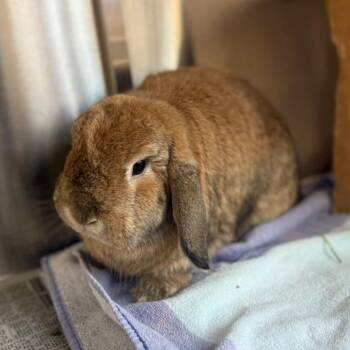 Gideon -  Holland Lop Rabbit for Adoption in Pittsburgh, Pennsylvania - Gideon | PetCurious