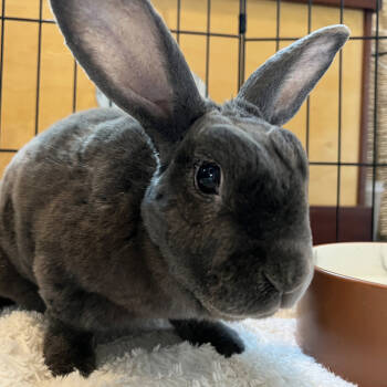 Rescue Rex Rabbits for Adoption in Houston, Texas - Sloppy Joe *Adoption Pending* | PetCurious