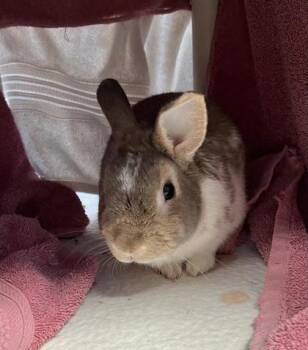 Leo -  Bunny Rabbit Rabbit for Adoption in Montreal, Quebec - Leo | PetCurious