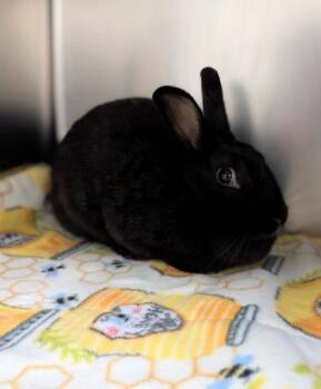 Brie -  Havana Rabbit for Adoption in Sacramento, California - Brie | PetCurious