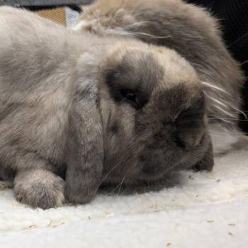 Holland Lop Rabbits Available for Adoption - Bunsen -- Bonded Buddy With Beaker | PetCurious