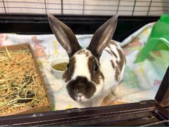 CARMEN SANDIEGO -  Bunny Rabbit and Rex Rabbit for Adoption in Fort Wayne, Indiana - CARMEN SANDIEGO | PetCurious