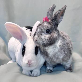 Misery (bonded to Wasabi) -  Harlequin Rabbit for Adoption in Columbia, Maryland - Misery (bonded To Wasabi) | PetCurious