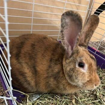 Murphy -  American Rabbit for Adoption in Brighton, Colorado - Murphy | PetCurious