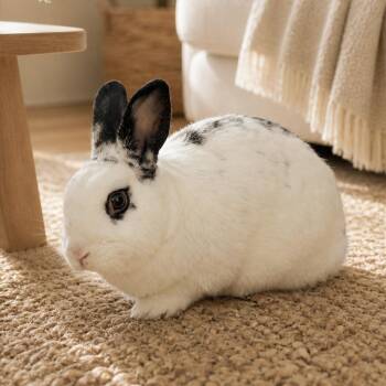 English Spot Rabbits Available for Adoption in Naples, Florida - Cho Cho | PetCurious