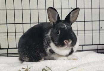 Bunny Rabbit Rabbits Available for Adoption in St. Peters, Missouri - MEADOW | PetCurious