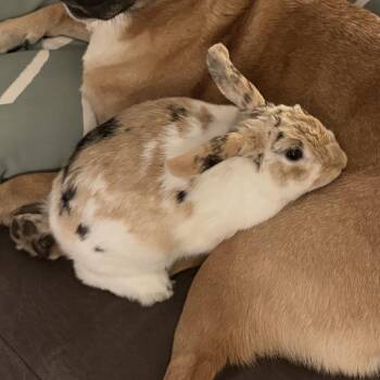 Bunbun -  Holland Lop Rabbit for Adoption in Lynchburg, Virginia - Bunbun | PetCurious