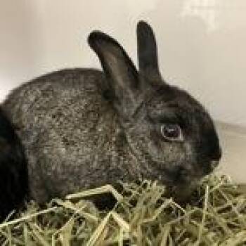 Casey -  Bunny Rabbit Rabbit for Adoption in Hilliard, Ohio - Casey | PetCurious