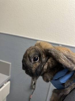 CHIPPY -  American Fuzzy Lop Rabbit for Adoption in Las Vegas, Nevada - CHIPPY | PetCurious