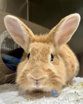 CALI -  Bunny Rabbit Rabbit for Adoption in San Francisco, California - CALI | PetCurious