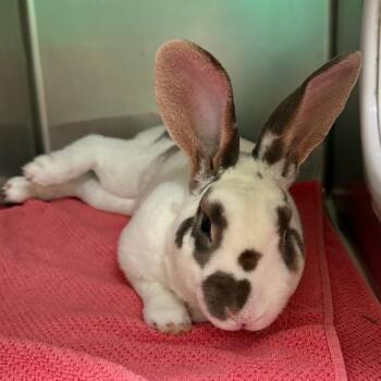 Wally Thumper the Third -  Bunny Rabbit Rabbit for Adoption in Cheyenne, Wyoming - Wally Thumper The Third | PetCurious