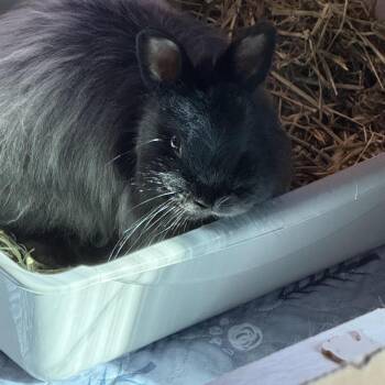 Jersey Wooly Rabbits Available for Adoption in Plumsted, New Jersey - Truffle | PetCurious