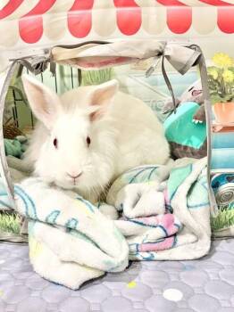 Lionhead Rabbits Available for Adoption - Trinket | PetCurious