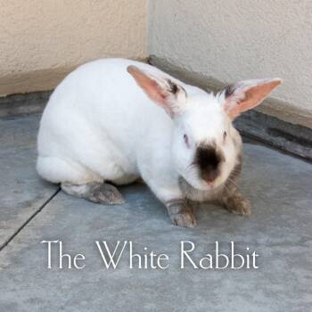 Californian Rabbits Available for Adoption in Parkersburg, West Virginia - The White Rabbit | PetCurious