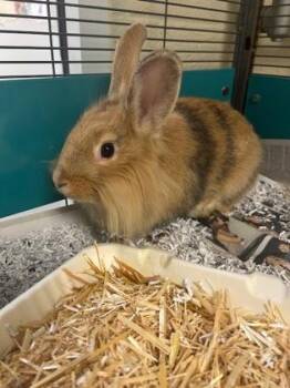 Hare Jordan -  Bunny Rabbit Rabbit for Adoption in Vero Beach, Florida - Hare Jordan | PetCurious