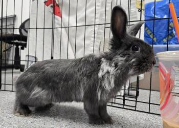 Lionhead Rabbits Available for Adoption in Westford, Massachusetts - Gregory | PetCurious