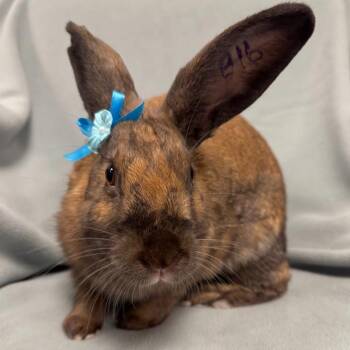 Rescue American Rabbits for Adoption in Columbia, Maryland - Rosemary | PetCurious