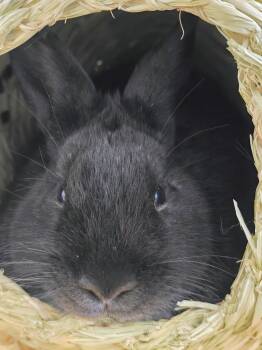 Dwarf Rabbits Available for Adoption - #64 Latte | PetCurious