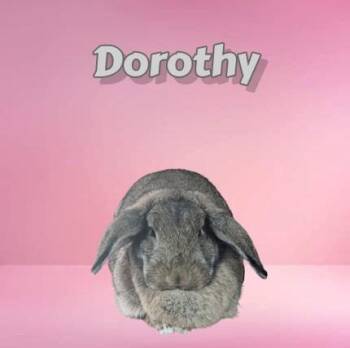 Dorothy -  Mini Rex and Lop Eared Rabbit for Adoption in Gainesville, Florida - Dorothy | PetCurious