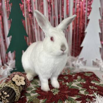 Rescue Bunny Rabbit Rabbits for Adoption in Long Beach, California - Shiela | PetCurious