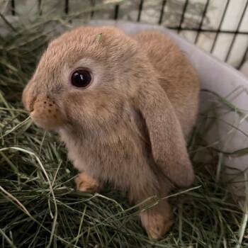 Mini Lop Rabbits Available for Adoption in Kennesaw, Georgia - Flint | PetCurious