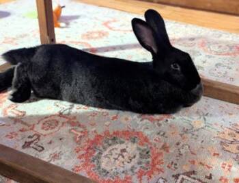 Rescue Bunny Rabbit Rabbits for Adoption in Montreal, Quebec - Frida | PetCurious